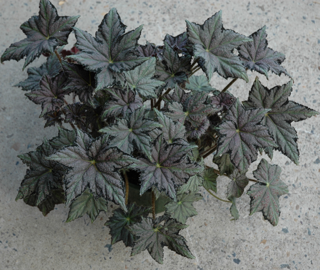 B. ‘John Cameron’